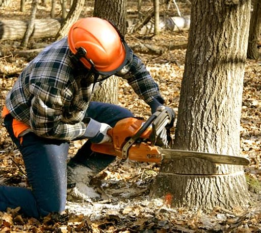 Tree Removal in Mill Spring, NC